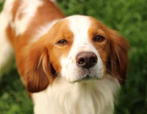 Cameo ein Herzenshund sucht sein Zuhause