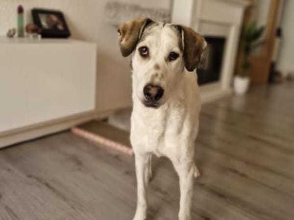 Felicia wünscht sich endgültiges Zuhause