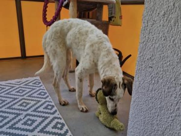 Felicia wünscht sich endgültiges Zuhause