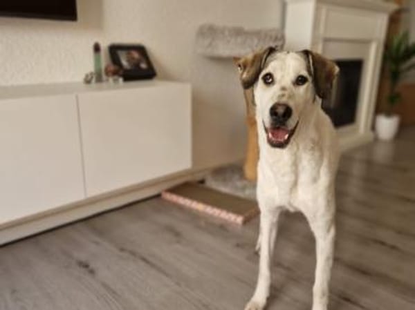 Felicia wünscht sich endgültiges Zuhause