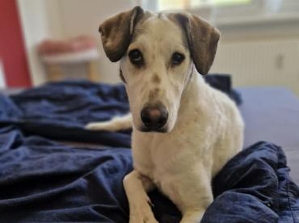 Felicia wünscht sich endgültiges Zuhause