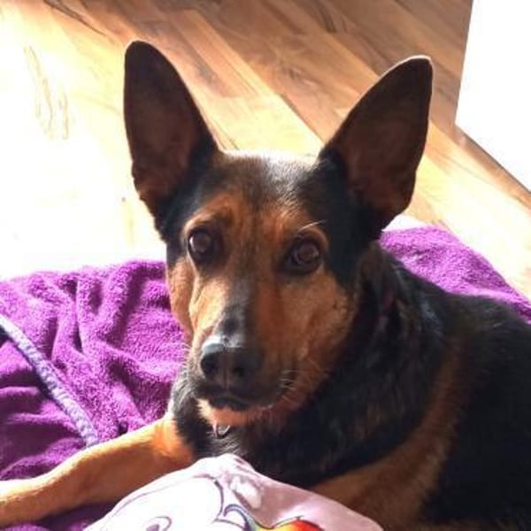 Tulma1 sucht ein Zuhause/Pflegestelle