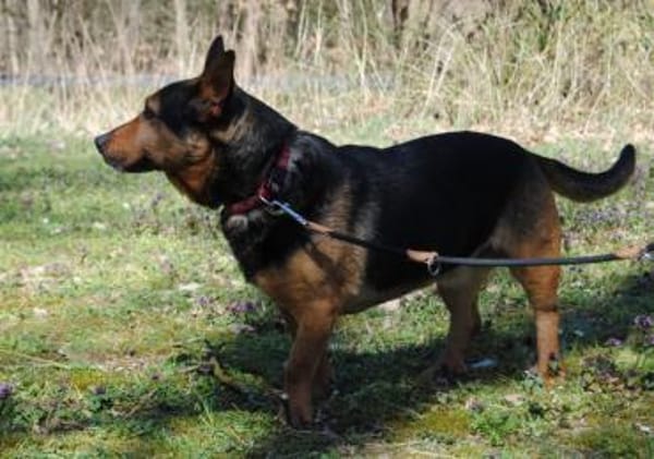 Tulma1 sucht ein Zuhause/Pflegestelle