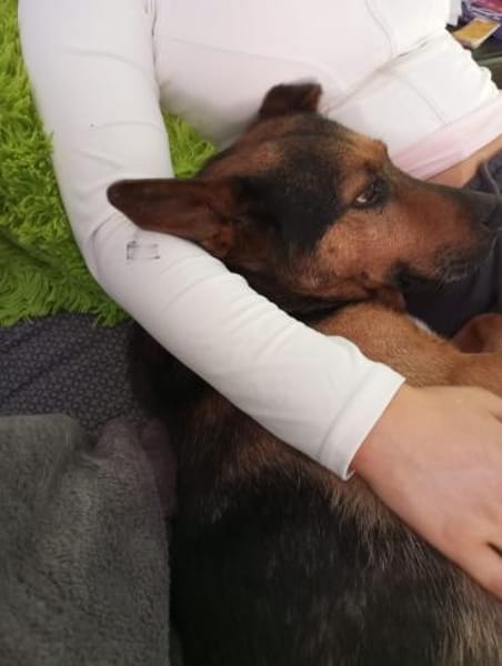 Tulma1 sucht ein Zuhause/Pflegestelle