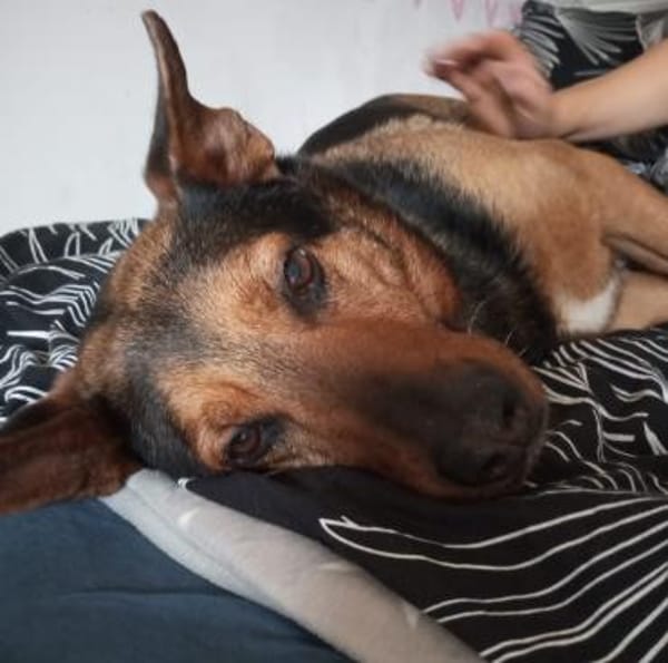 Tulma1 sucht ein Zuhause/Pflegestelle