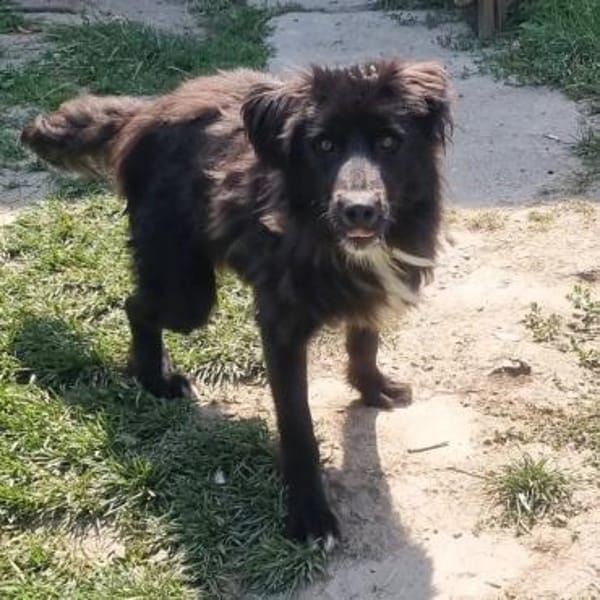 OZZY sucht fröhliche Menschen