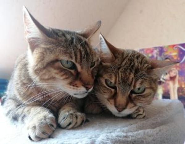 Dringender Notfall: Crunchy und Cimba