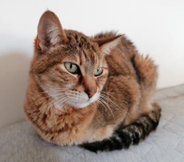 Dringender Notfall: Crunchy und Cimba