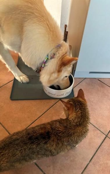Dringender Notfall: Crunchy und Cimba