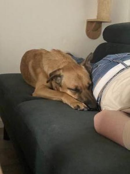 Zuhause gesucht für Tyson