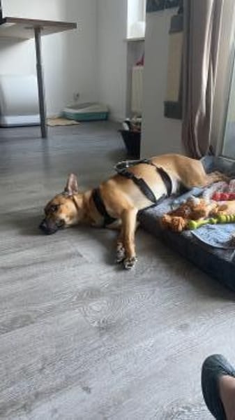 Zuhause gesucht für Tyson