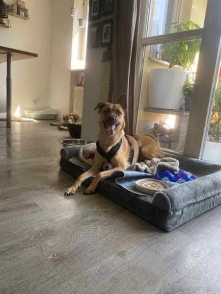 Zuhause gesucht für Tyson