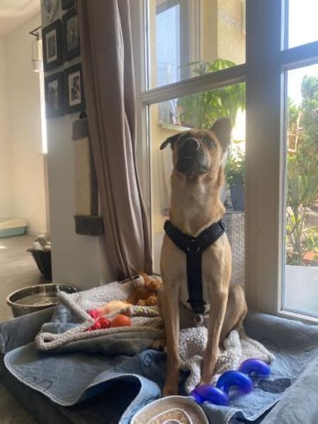 Zuhause gesucht für Tyson