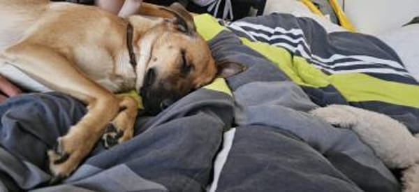 Zuhause gesucht für Tyson