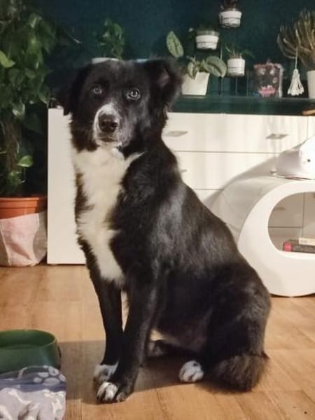 Zuhause gesucht für Donna