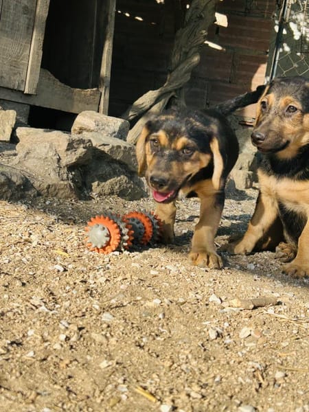 Zuhause gesucht für Fiete