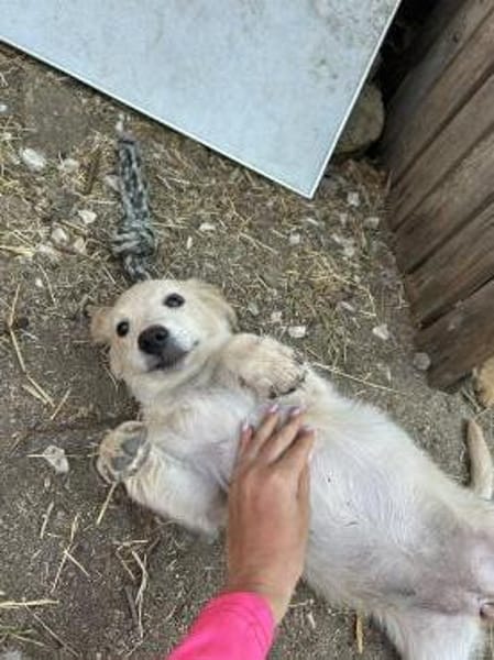 Zuhause/Pflegestelle gesucht für Fanny