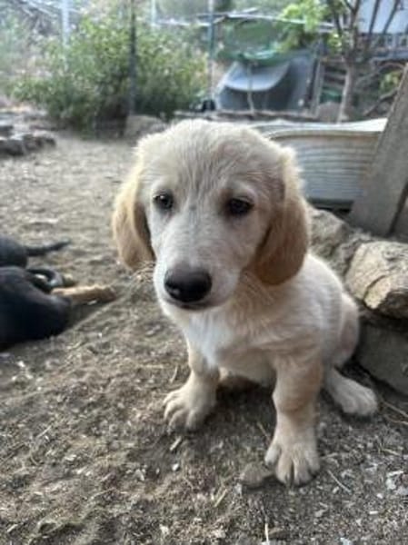 Zuhause/Pflegestelle gesucht für Freddy