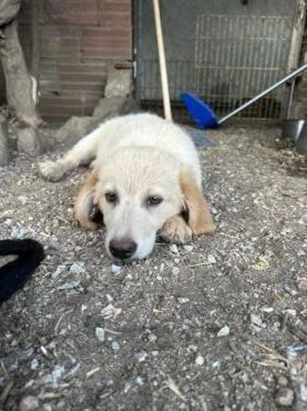 Zuhause/Pflegestelle gesucht für Freddy