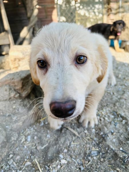 Zuhause/Pflegestelle gesucht für Freddy
