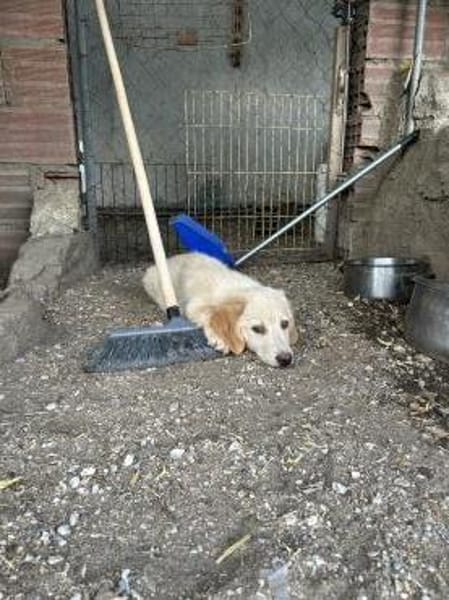 Zuhause/Pflegestelle gesucht für Freddy