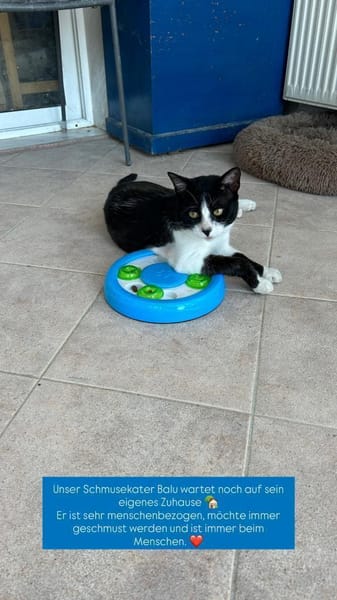 Zuhause/Pflegestelle gesucht für Balu