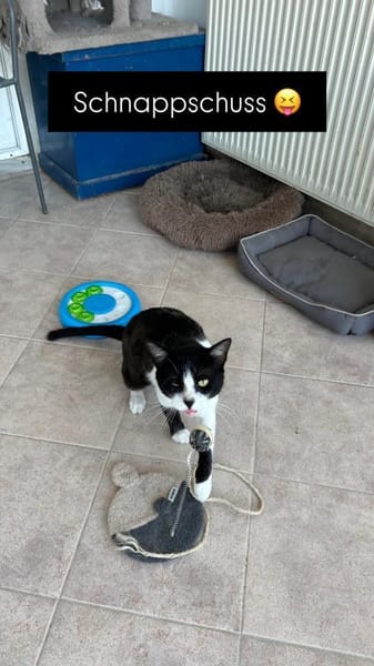 Zuhause/Pflegestelle gesucht für Balu