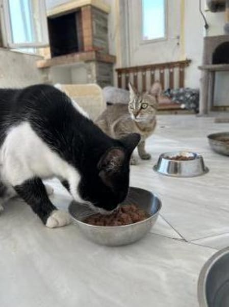 Zuhause/Pflegestelle gesucht für Balu