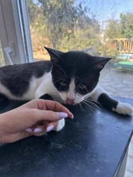 Zuhause/Pflegestelle gesucht für Balu