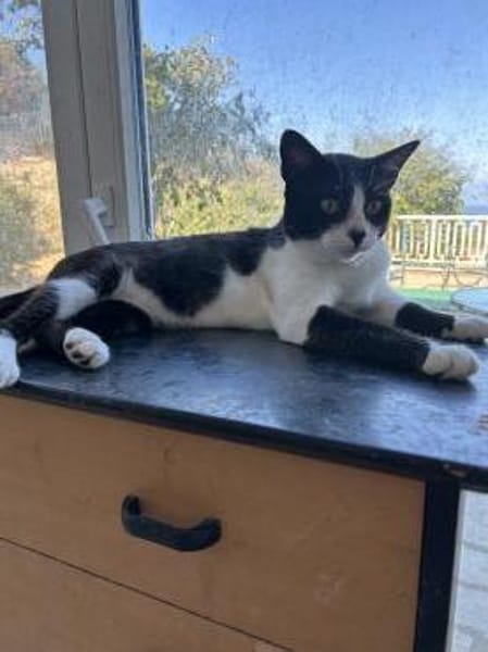 Zuhause/Pflegestelle gesucht für Balu