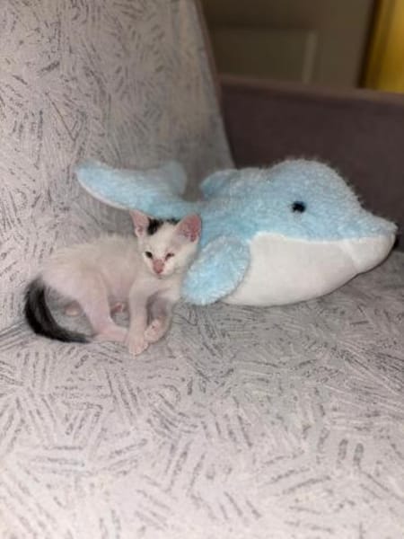 Zuhause/Pflegestelle gesucht für Noulis