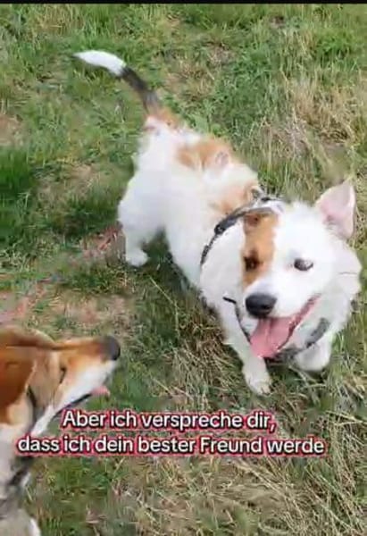 Retaco herziges ❤Energiebündel