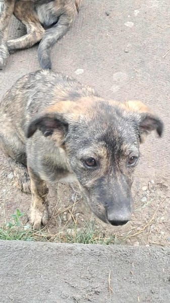Lara, zartes Hundemädchen sucht Liebe