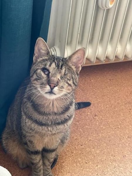 Zuhause gesucht für Nuri&Xena