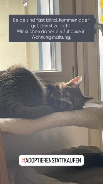 Zuhause gesucht für Nuri&Xena