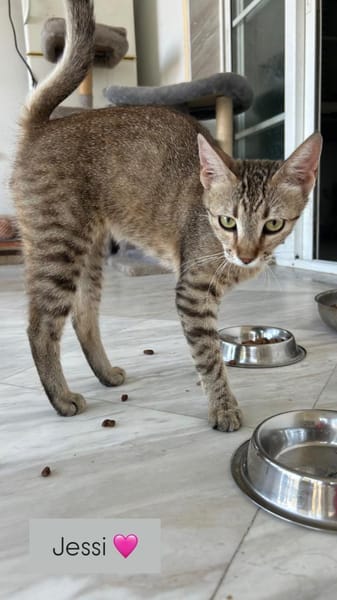 Zuhause/Pflegestelle gesucht für Jessi