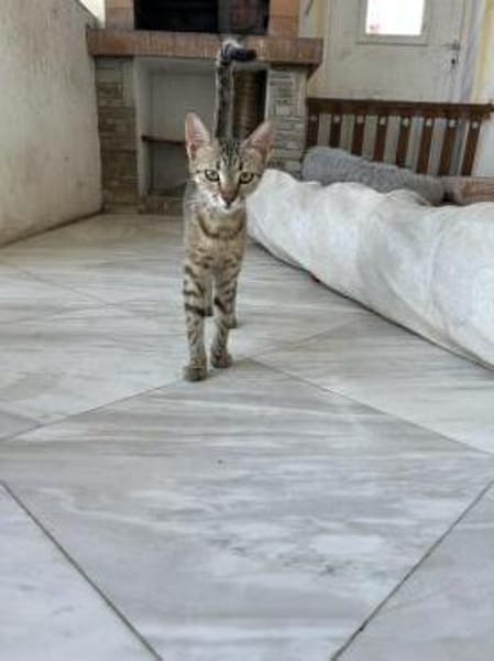 Zuhause/Pflegestelle gesucht für Jessi