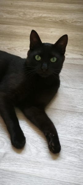 Zuhause gesucht für Emil