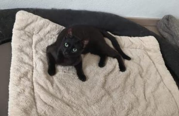 Zuhause gesucht für Emil