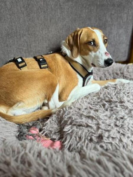 Zuhause gesucht für Aiwa
