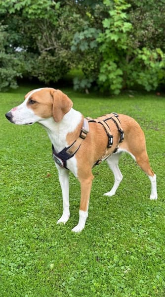 Zuhause gesucht für Aiwa