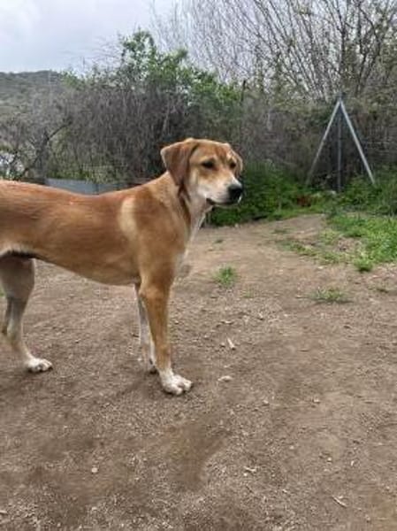 Zuhause gesucht für Junior