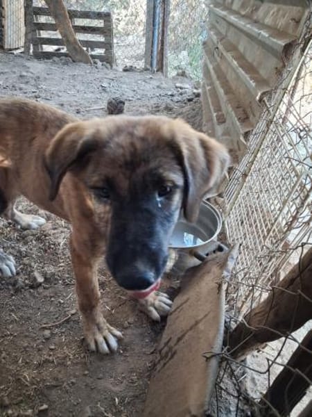 Zuhause/Pflegestelle gesucht für Buffy