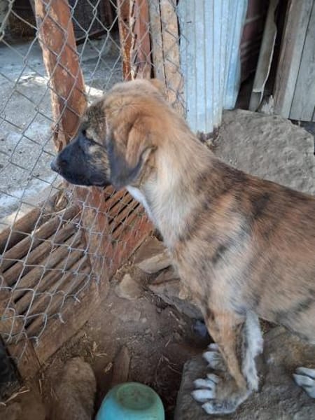 Zuhause/Pflegestelle gesucht für Buffy