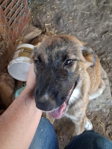 Zuhause/Pflegestelle gesucht für Buffy