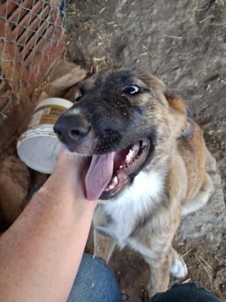 Zuhause/Pflegestelle gesucht für Buffy