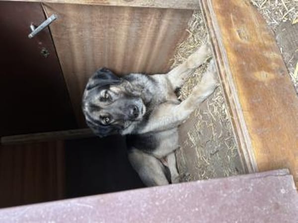 Zuhause/Pflegestelle gesucht für Linus