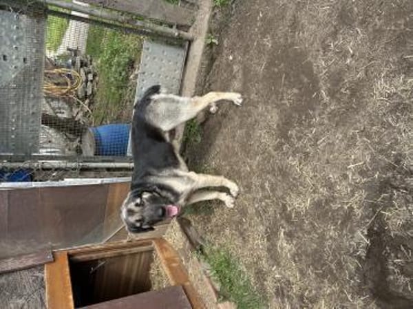 Zuhause/Pflegestelle gesucht für Linus