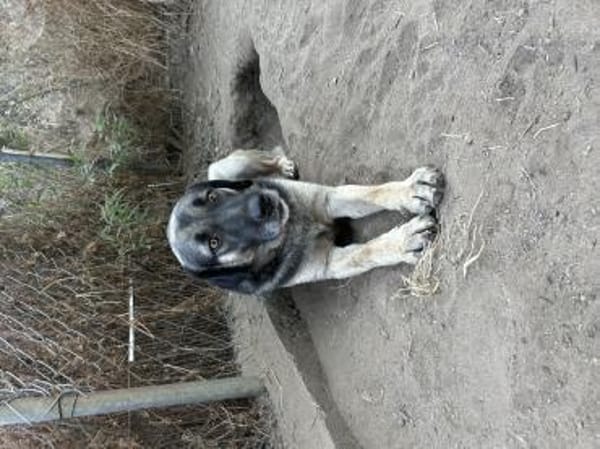 Zuhause/Pflegestelle gesucht für Linus
