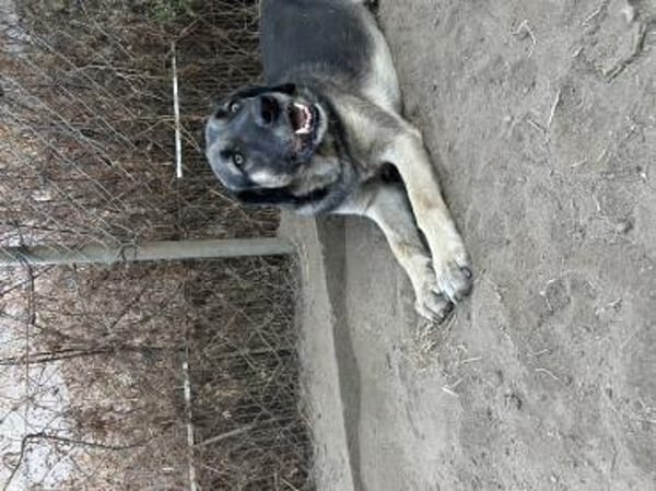 Zuhause/Pflegestelle gesucht für Linus
